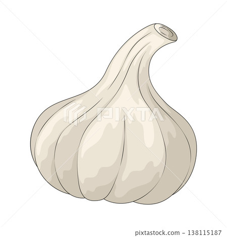 Illustration of Garlic Illustration of Garlic 138115187