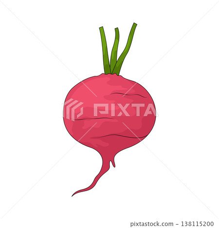 Illustration of Beet Illustration of Beet 138115200