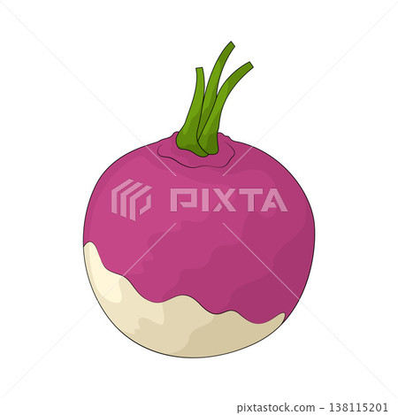 Illustration of Turnip Illustration of Turnip 138115201