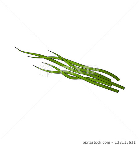 Illustration of Chives 138115631
