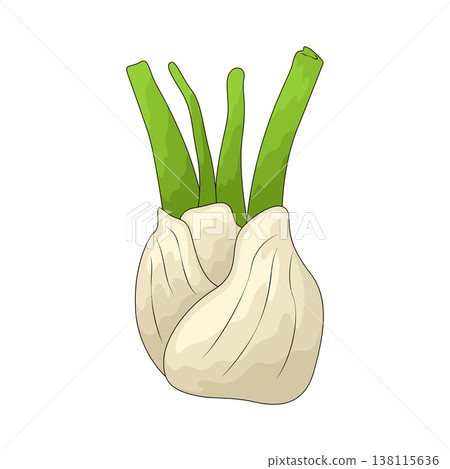 Illustration of Fennel 138115636
