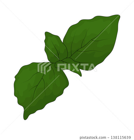 Illustration of Basil Illustration of Basil 138115639