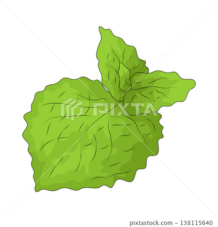 Illustration of Lemon Balm Illustration of Lemon Balm 138115640