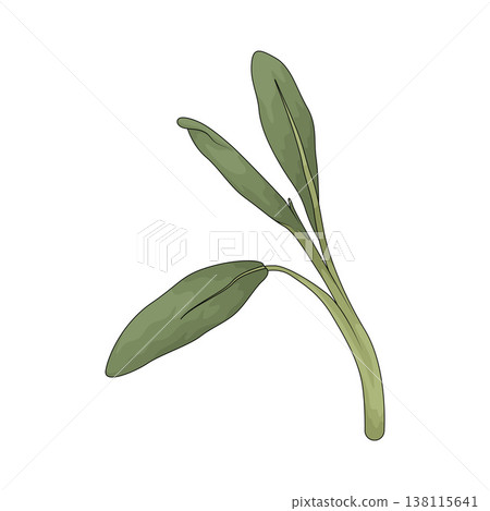 Illustration of Sage Illustration of Sage 138115641