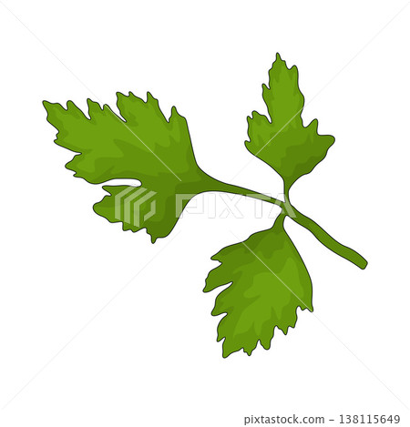 Illustration of Chervil Illustration of Chervil 138115649