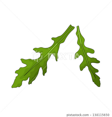 Illustration of Arugula Illustration of Arugula 138115650