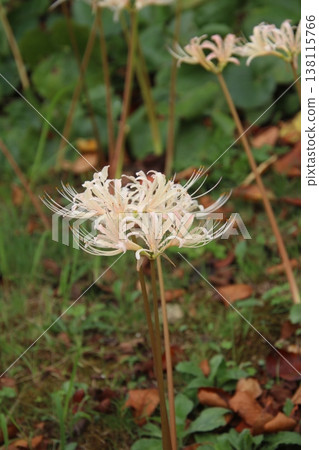 秋季花卉：蜘蛛百合（78） 138115766