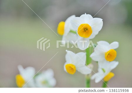 Close-up of a Japanese daffodil flower against a spring natural background. Close-up of a Japanese daffodil flower against a spring natural background. 138115936