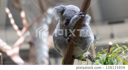 Cute koala relaxing on a tree 138115939