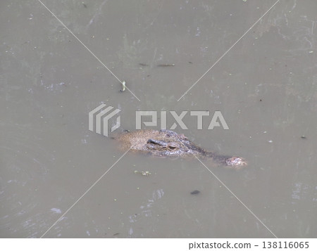 A swimming crocodile; a crocodile with only its face showing; a crocodile park in Indonesia. A swimming crocodile; a crocodile with only its face showing; a crocodile park in Indonesia. 138116065