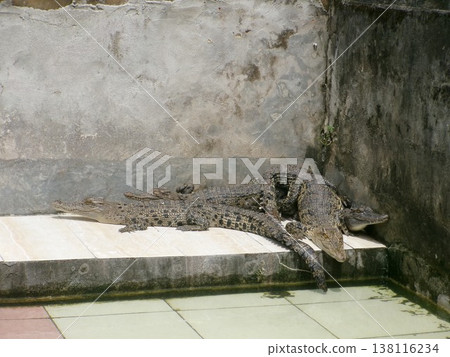 Crocodile clinging to the wall Crocodile clinging to the wall 138116234