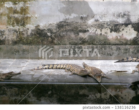 Crocodile with open mouth Crocodile with open mouth 138116236