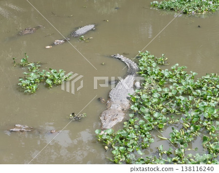 Crocodiles in a river, Indonesia, Crocodile park Crocodiles in a river, Indonesia, Crocodile park 138116240