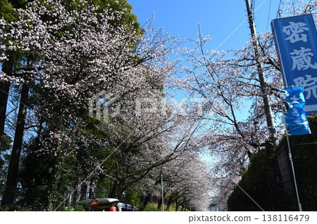 櫻花盛開的參拜道風景 櫻花盛開的參拜道風景 138116479