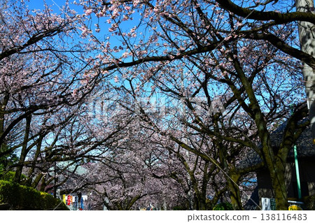 櫻花盛開的參拜道風景 櫻花盛開的參拜道風景 138116483