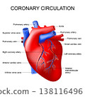 Heart anatomy. Coronary circulation. 138116496