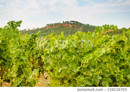 Vineyards and Roussillon on horizon. Vaucluse department of the Provence-Alpes-Cote d'Azur in France. Vineyards and Roussillon on horizon. Vaucluse department of the Provence-Alpes-Cote d'Azur in France. 138116703