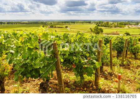Green vineyards. Pommard wine region, Bourgogne-Franche-Comte in France. Route des Grands Crus. 138116705