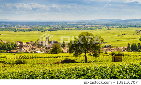 Summer vineyards landscape and village Pommard. Burgundy road. Cote de Beaune, Cote d'Or, France. 138116707