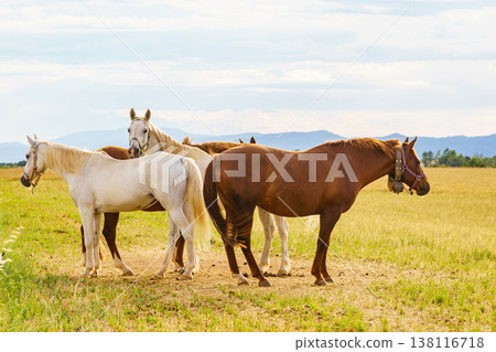 Horses graze in a green field during a sunny day in the countryside Horses graze in a green field during a sunny day in the countryside 138116718