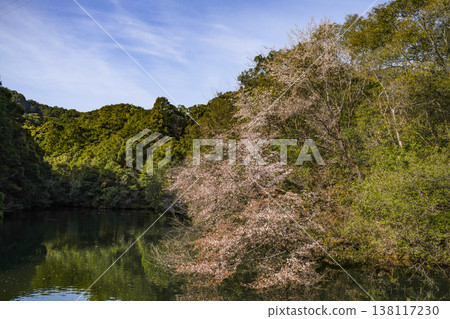 Kumano cherry blossoms beginning to bloom (in Yukawa, Nachikatsuura Town) Kumano cherry blossoms beginning to bloom (in Yukawa, Nachikatsuura Town) 138117230