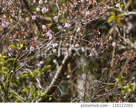Kumano cherry blossoms (Yukawa Hatsuka) have begun to bloom. Kumano cherry blossoms (Yukawa Hatsuka) have begun to bloom. 138117263
