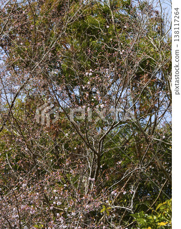 Kumano cherry blossoms (Yukawa Hatsuka) have begun to bloom. Kumano cherry blossoms (Yukawa Hatsuka) have begun to bloom. 138117264