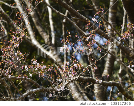 Kumano cherry blossoms (Yukawa Hatsuka) have begun to bloom. Kumano cherry blossoms (Yukawa Hatsuka) have begun to bloom. 138117266