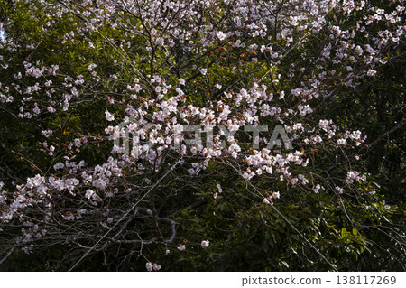 Kumano cherry blossoms beginning to bloom (in Yukawa, Nachikatsuura Town) 138117269