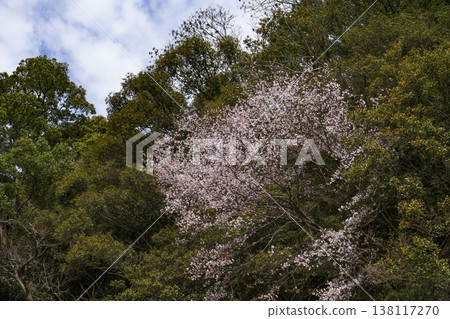 熊野櫻花開始盛開(位於那智勝浦町湯川) 熊野櫻花開始盛開(位於那智勝浦町湯川) 138117270