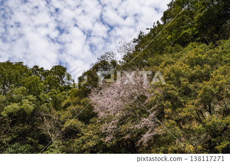 熊野櫻花開始盛開(位於那智勝浦町湯川) 熊野櫻花開始盛開(位於那智勝浦町湯川) 138117271
