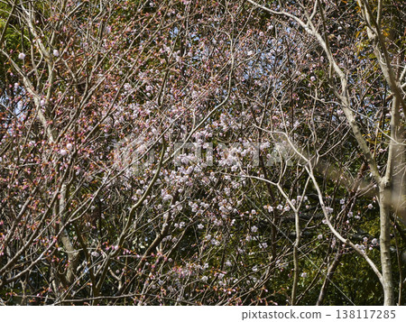 Kumano cherry blossoms (Yukawa Hatsuka) have begun to bloom. Kumano cherry blossoms (Yukawa Hatsuka) have begun to bloom. 138117285