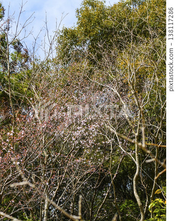 Kumano cherry blossoms (Yukawa Hatsuka) have begun to bloom. 138117286