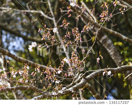 Kumano cherry blossoms (Yukawa Hatsuka) have begun to bloom. Kumano cherry blossoms (Yukawa Hatsuka) have begun to bloom. 138117287