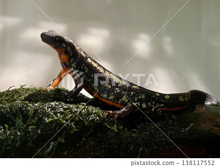 Okinawa newts that spend their time on land Okinawa newts that spend their time on land 138117552