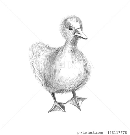 A realistic pencil drawing of a small, fluffy gosling. An isolated illustration for decorating farms, grocery stores, restaurants, and any spaces with a nature or agricultural theme. A realistic pencil drawing of a small, fluffy gosling. An isolated illustration for decorating farms, grocery stores, restaurants, and any spaces with a nature or agricultural theme. 138117778
