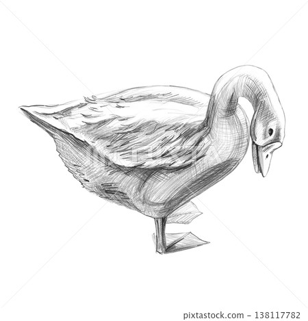 A realistic pencil drawing of a goose, side view. An isolated illustration for farms, grocery stores, restaurants, and any nature- or agriculture-themed spaces. 138117782