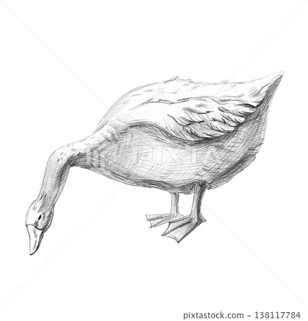 A realistic pencil drawing of a goose with an outstretched neck. An isolated illustration for farms, grocery stores, restaurants, and any nature- or agriculture-themed spaces. 138117784