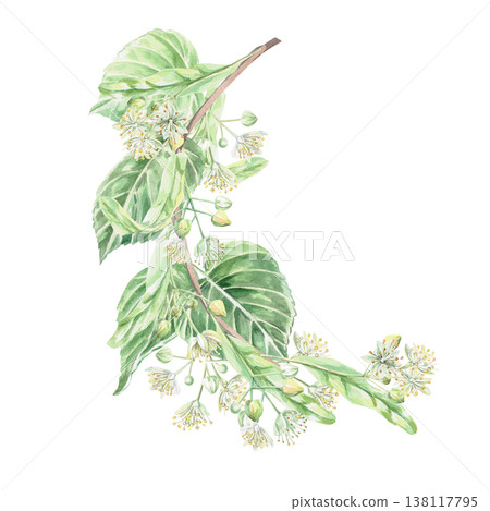 Curved branch of abundantly blooming linden tree. Isolated watercolor illustration for design of pharmaceutical products, cosmetics, eco-friendly products and drinks, food, health. Curved branch of abundantly blooming linden tree. Isolated watercolor illustration for design of pharmaceutical products, cosmetics, eco-friendly products and drinks, food, health. 138117795