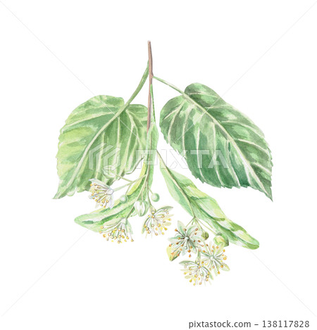 Linden blossoms with leaves. This isolated watercolor illustration is suitable for pharmaceutical product designs, menus, cosmetics, eco-friendly products, and holiday decorations. Linden blossoms with leaves. This isolated watercolor illustration is suitable for pharmaceutical product designs, menus, cosmetics, eco-friendly products, and holiday decorations. 138117828