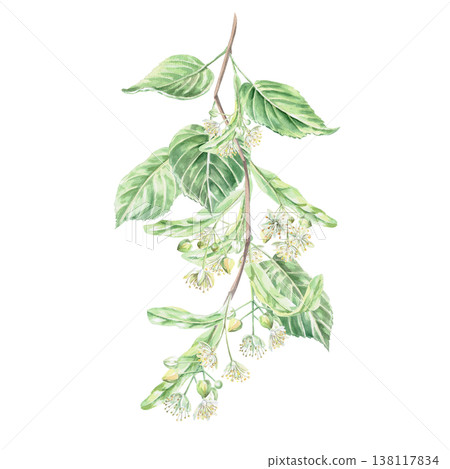 A blossoming linden branch. This isolated watercolor illustration is suitable for pharmaceutical product design, menus, cosmetics, eco-friendly products, and holiday decorations. 138117834