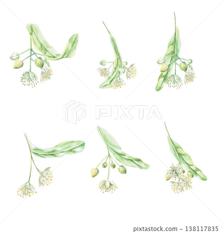 A set of watercolor illustrations of blooming linden trees. This isolated watercolor illustration is suitable for designing pharmaceuticals, cosmetics, eco-friendly products, and holiday decorations. 138117835