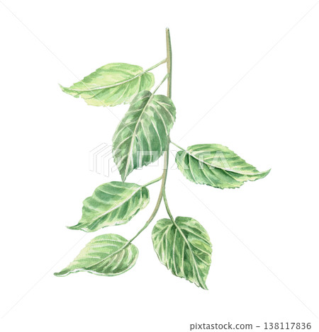 Linden branches, painted in watercolor. This isolated illustration is perfect for design, botany, nature, holidays, and eco-themes. 138117836