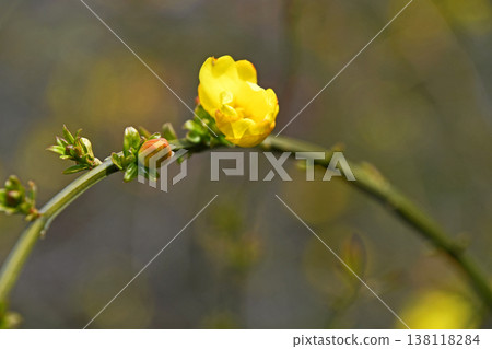 Great Plumeria (yellow plum pseudo) 138118284