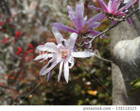 The "Shidekobushi" is a flower of the Magnoliaceae family that blooms in spring. The "Shidekobushi" is a flower of the Magnoliaceae family that blooms in spring. 138118325
