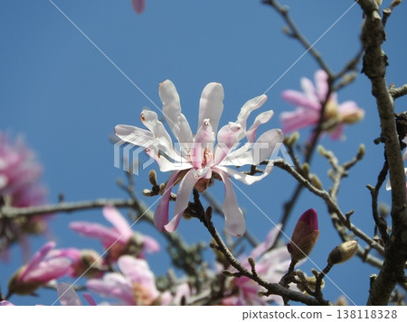 The "Shidekobushi" is a flower of the Magnoliaceae family that blooms in spring. 138118328