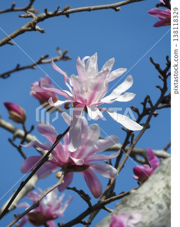 The "Shidekobushi" is a flower of the Magnoliaceae family that blooms in spring. 138118329
