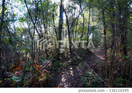 江田島的深秋：晨光灑滿的庫曼山登山道（第一部）－廣島縣江田島市 138118395
