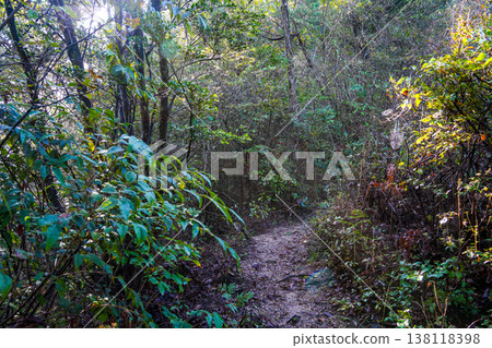 江田島的深秋:晨光灑滿的庫曼山登山道(第四部)-廣島縣江田島市 江田島的深秋:晨光灑滿的庫曼山登山道(第四部)-廣島縣江田島市 138118398
