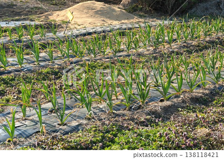 crops crops 138118421